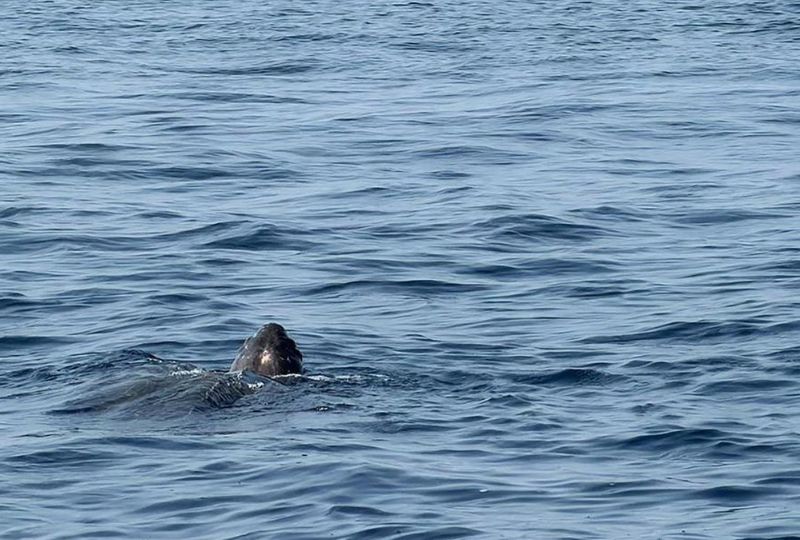 Rare leatherback turtle spotted in Red Sea